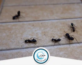 شركة مكافحة حشرات بشقراء