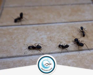 شركة مكافحة حشرات بشقراء