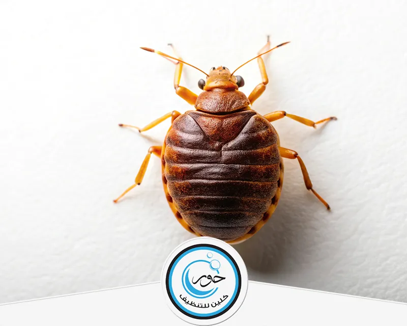 شركة مكافحة النمل الأبيض بشقراء 0567483615 حور كلين شركة حور كلين تقدم مكافحة النمل الأبيض بشقراء من خلال فني محترف يستخدم مواد فعالة وآمنة تمامًا.