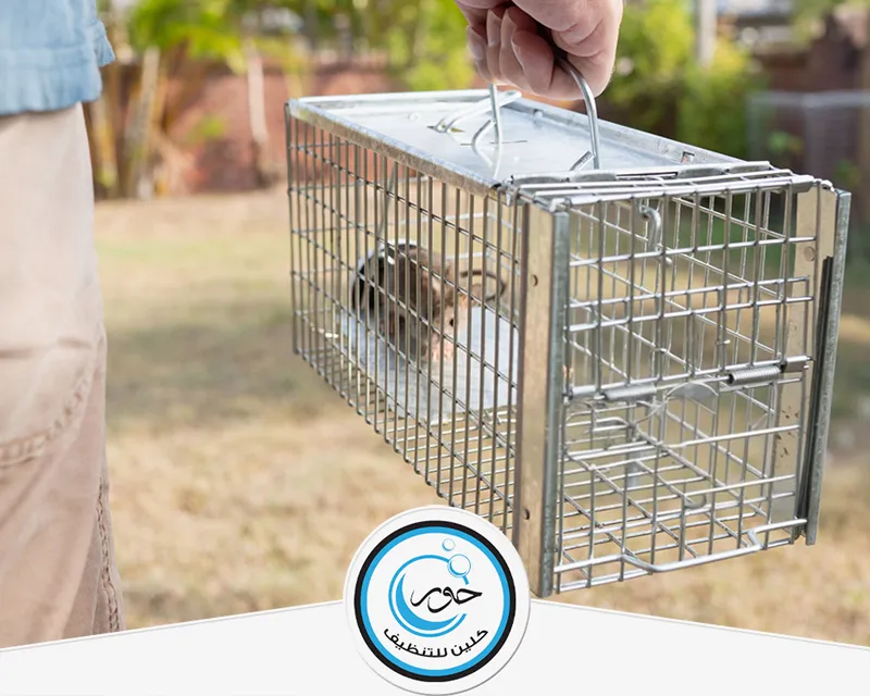 مكافحة فئران بجازان 0567483615 حور كلين مصيدة فئران للتخلص من الفئران في المنزل مكافحة فئران بجازان من أهم الخدمات التي تقدمها شركة حور كلين