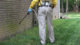 شركة مكافحة حشرات بالرياض