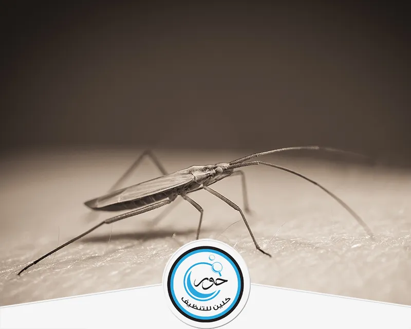 شركة بخ حشرات بجدة 0567483615 حور كلين توفر الشركة بجدة خدمات بخ الحشرات بأعلى جودة وفنيين متخصصين لضمان بيئة آمنة ونظيفة.