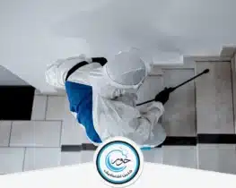 شركة مكافحة حشرات بالخرج